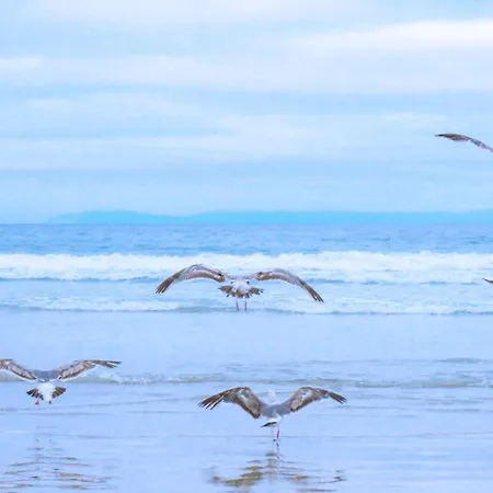 De Strandloper - Aan Zee *